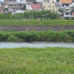 狩野川(狩野川漁業協同組合) 釣果