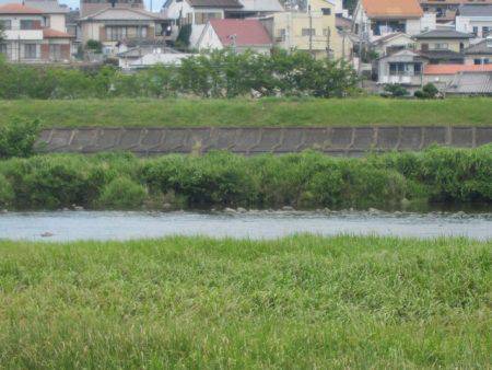 狩野川（狩野川漁業協同組合） 釣果