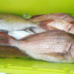 こうゆう丸 釣果