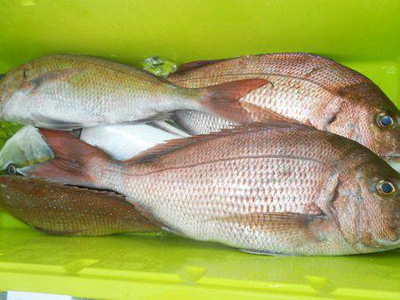 こうゆう丸 釣果