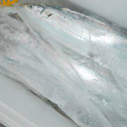 こうゆう丸 釣果