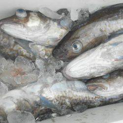 こうゆう丸 釣果