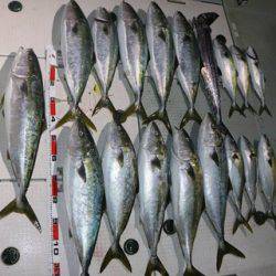 スカイマリン 釣果