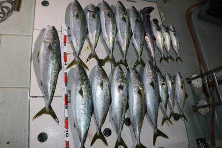 スカイマリン 釣果