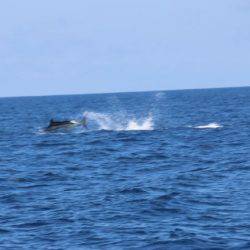 へいみつ丸 釣果