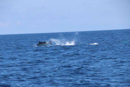 へいみつ丸 釣果