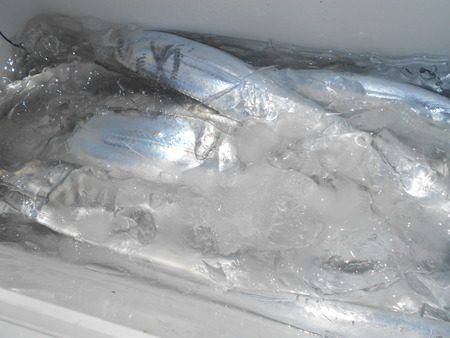 こうゆう丸 釣果