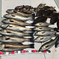 ふじしめ丸 釣果