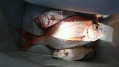 まこと渡船 釣果