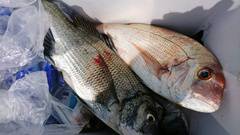 まこと渡船 釣果