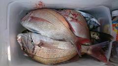 まこと渡船 釣果