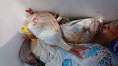 まこと渡船 釣果