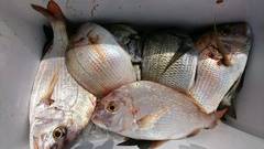 まこと渡船 釣果