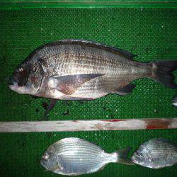 海山フィッシングセンター 釣果