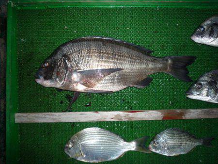 海山フィッシングセンター 釣果