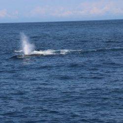 へいみつ丸 釣果