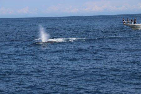 へいみつ丸 釣果