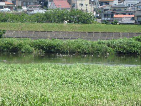 狩野川（狩野川漁業協同組合） 釣果
