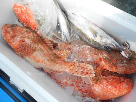 こうゆう丸 釣果