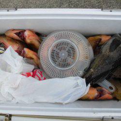 大進丸（新潟） 釣果