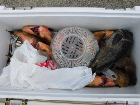 大進丸（新潟） 釣果