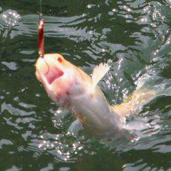 小菅トラウトガーデン 釣果