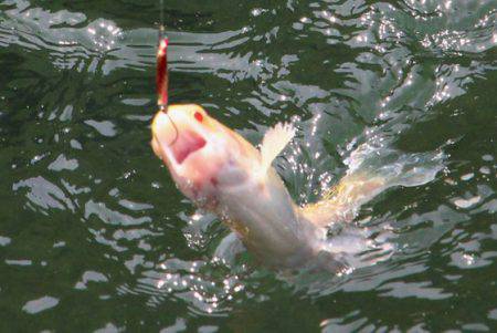 小菅トラウトガーデン 釣果