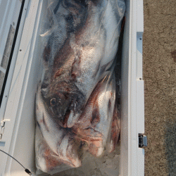 遊漁船ブルーウッズ 釣果