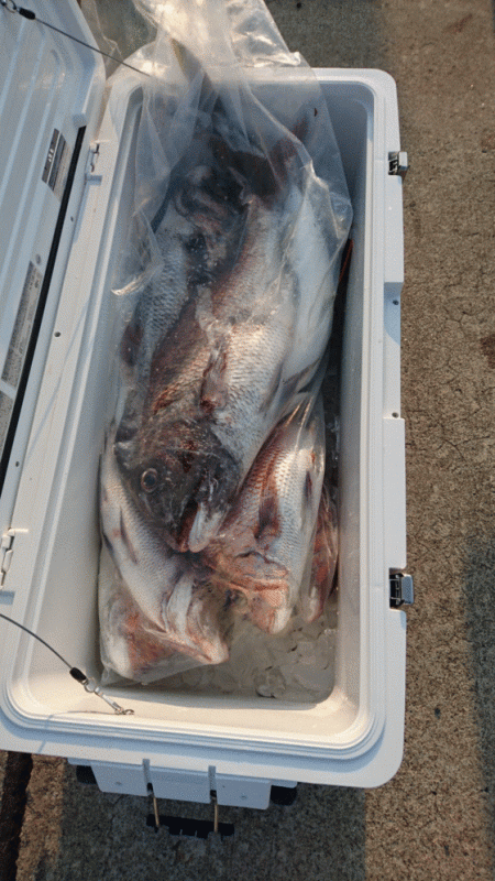 遊漁船ブルーウッズ 釣果