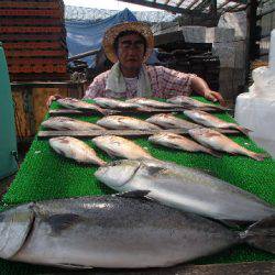 カタタのつり堀 釣果