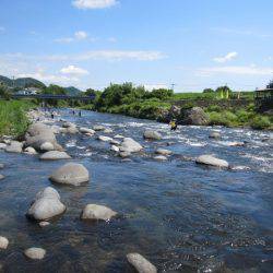 狩野川(狩野川漁業協同組合) 釣果
