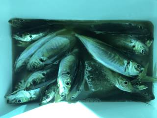 なかくに丸 釣果