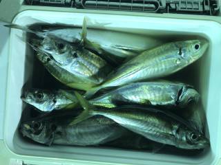 なかくに丸 釣果