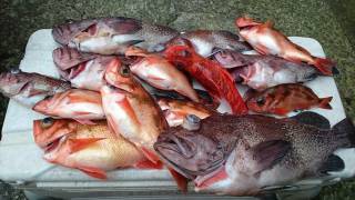 なかくに丸 釣果