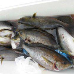 大進丸（愛知） 釣果