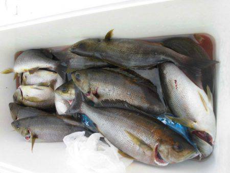 大進丸（愛知） 釣果