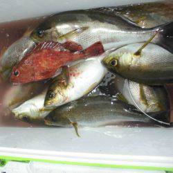 大進丸（愛知） 釣果