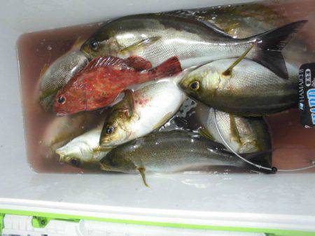 大進丸（愛知） 釣果