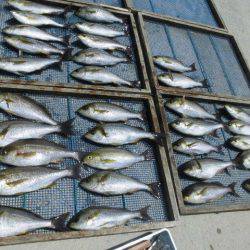 大進丸（愛知） 釣果