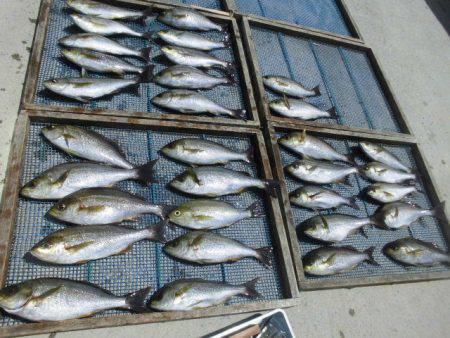 大進丸（愛知） 釣果