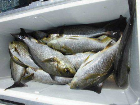 大進丸（愛知） 釣果