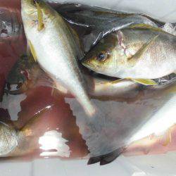 大進丸（愛知） 釣果