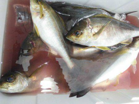 大進丸（愛知） 釣果