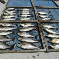 大進丸（愛知） 釣果