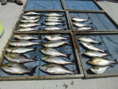 大進丸（愛知） 釣果