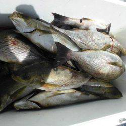 大進丸（愛知） 釣果