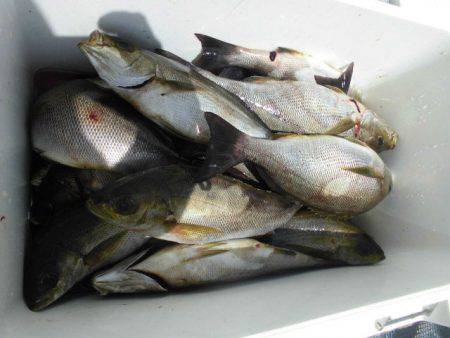 大進丸（愛知） 釣果