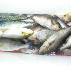 大進丸（愛知） 釣果