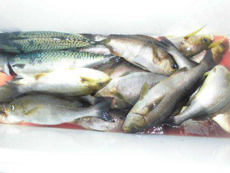 大進丸（愛知） 釣果