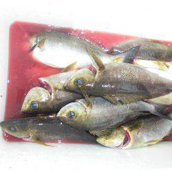 大進丸（愛知） 釣果